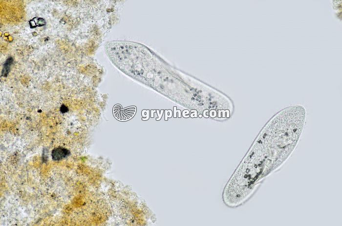 Paramécies (x 70) - gryphea.org